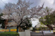 蕨市立中央東小学校の画像
