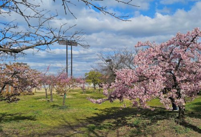 長居公園の画像1