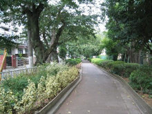 蛇崩川緑道