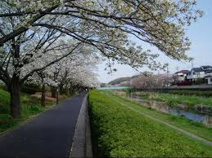 野川緑道