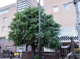 武蔵野市立大野田小学校の画像