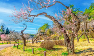 大倉山公園の画像