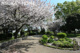 野毛山公園の画像