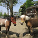 渋谷区立代々木ポニー公園の画像