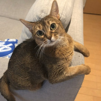 猫スタッフ マウ主任の画像1