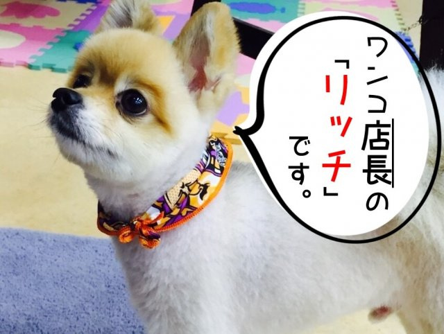 ワンコ店長 リッチ