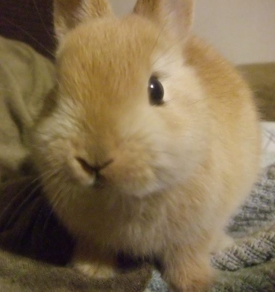 つくね ちゃんの画像