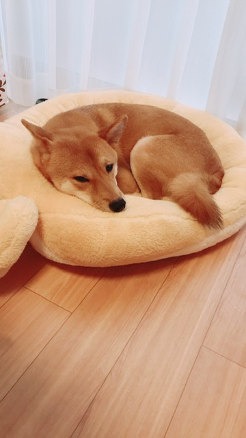 相内 佳介の画像2