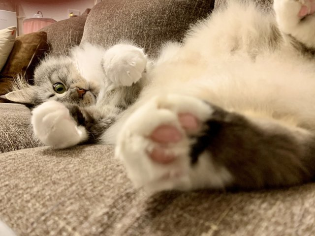 伊東 加奈の画像3