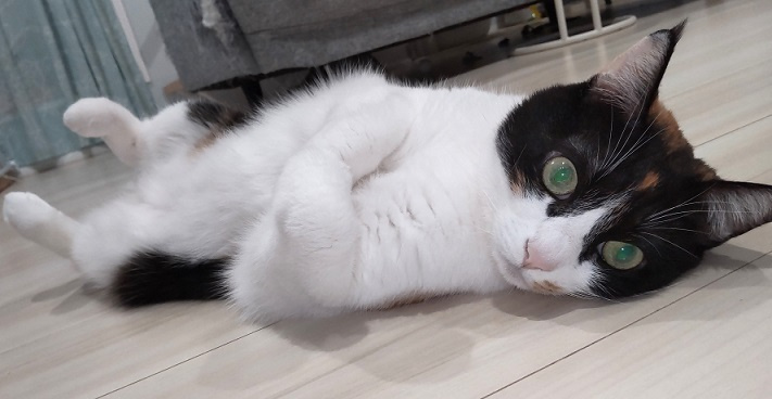 村上 ひろみの画像2