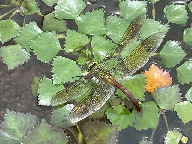 久保 青司の画像2