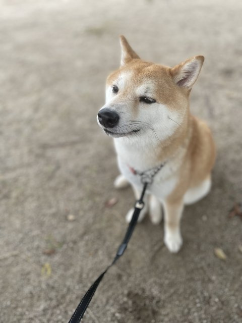 豆柴草庵 ランマルの画像