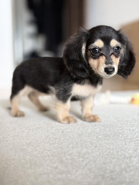 安原 駿介の画像2