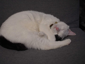 ねこ店長 じよんの画像2