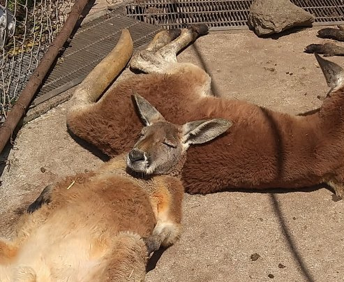 西坂 淳子の画像3