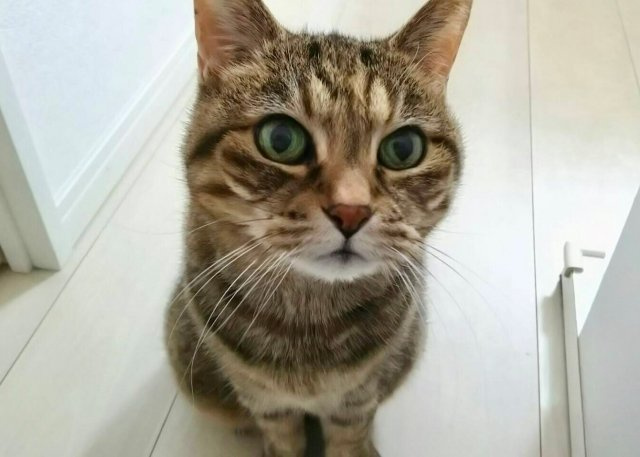 打田美千代の画像