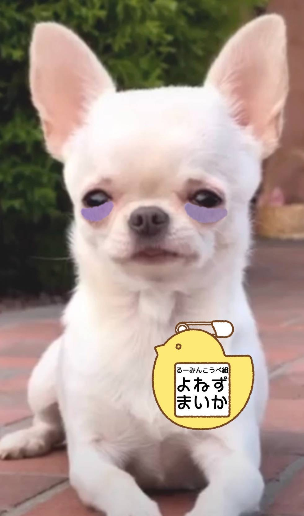 米津 舞花