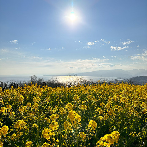 林田 （はやしだ）の画像3