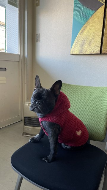 看板娘ベニの画像