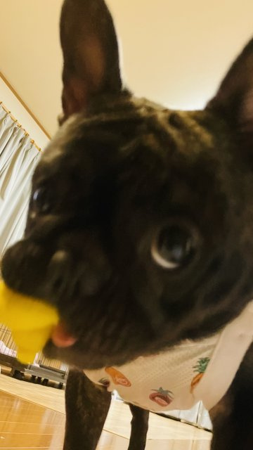 看板娘ベニの画像