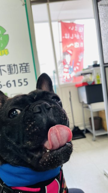 看板娘ベニの画像