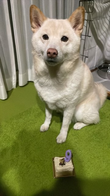 中根 舞雪花の画像2