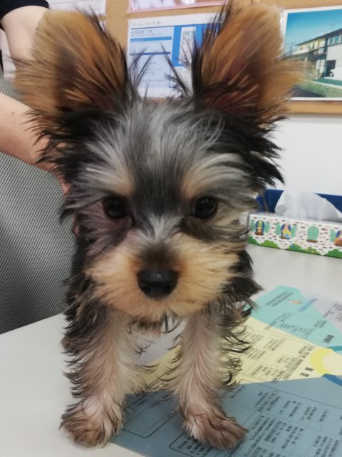 池田 ルイの画像