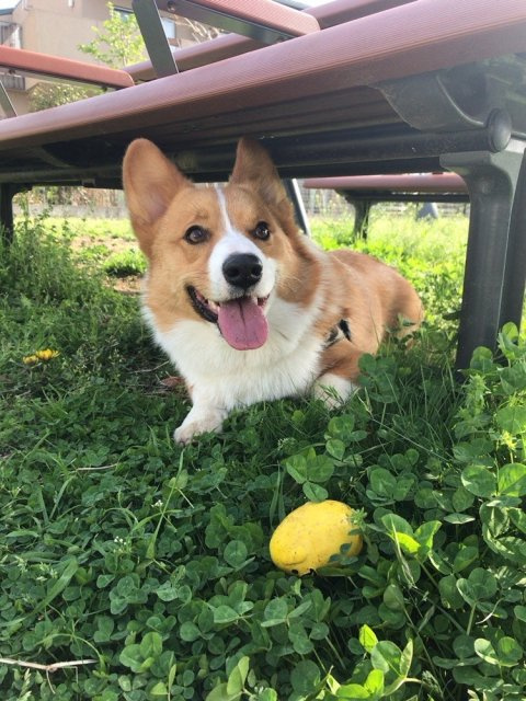 看板犬りんたろうの画像