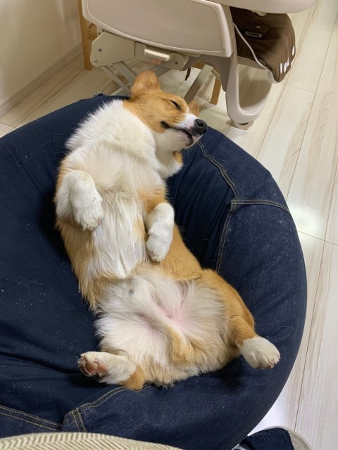 看板犬りんたろうの画像