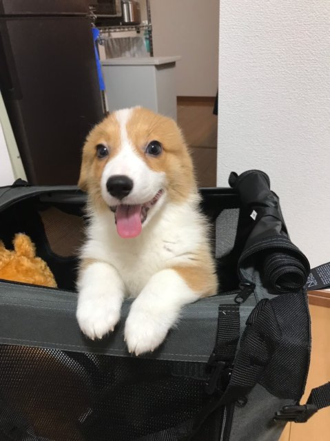 看板犬りんたろうの画像