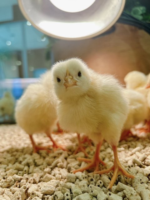 ピヨ 広報事務