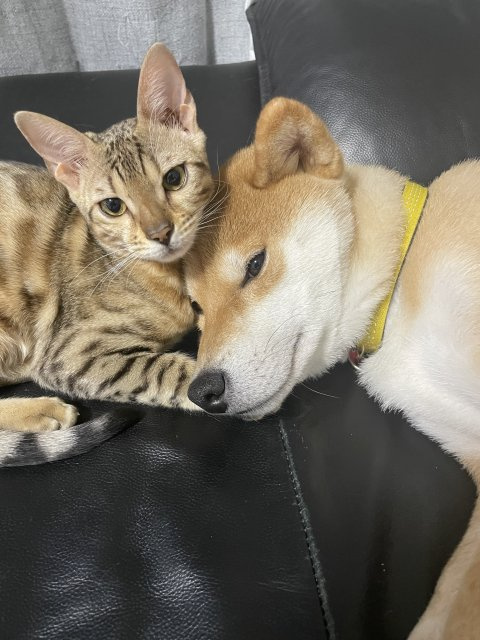 の画像2