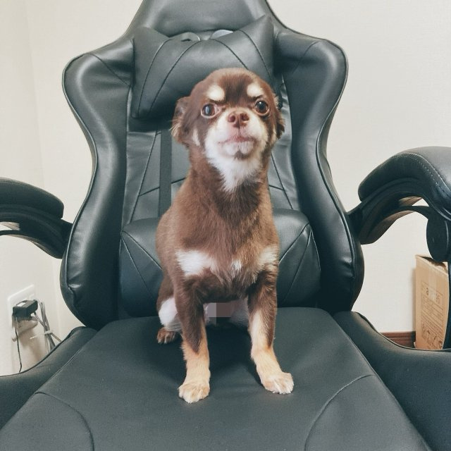 パンチ 社外取締役