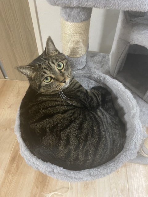 らくがん 【通称：らくちゃん、らく】の画像1