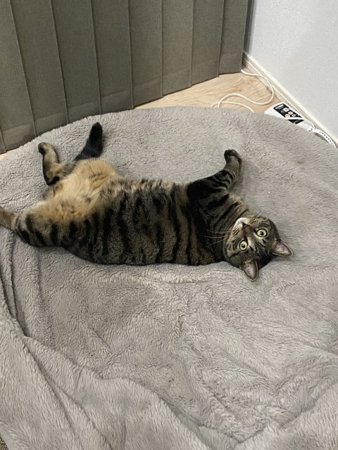 らくがん 【通称：らくちゃん、らく】の画像2