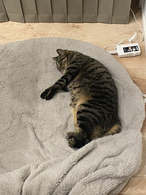 らくがん 【通称：らくちゃん、らく】の画像3