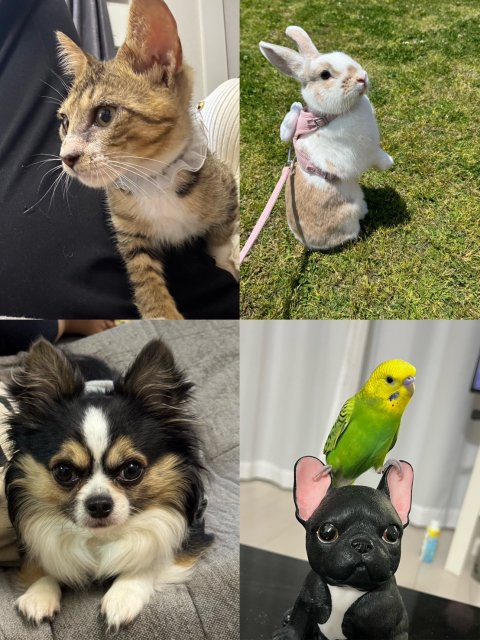 尾家優愛の画像