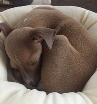 星野  健一の画像2