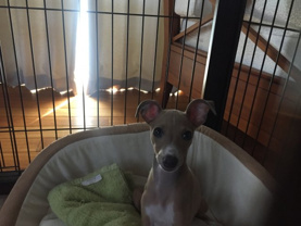 星野  健一の画像3