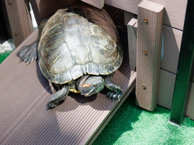 かかちゃん・めいちゃん・いしちゃん 　の画像2