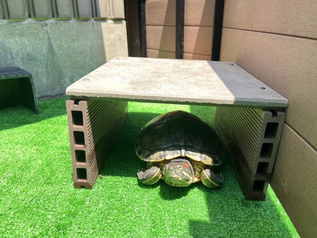 かかちゃん・めいちゃん・いしちゃん 　の画像3