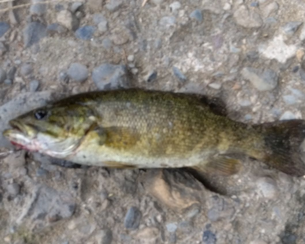 安齋 公善の画像3