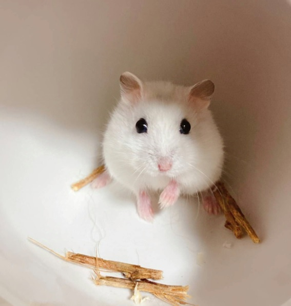 の画像3