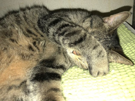 島田 学の画像2