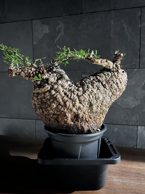 婦木 賢也の画像1