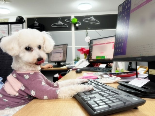 看板 犬