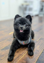 番犬 なちぐろの画像1