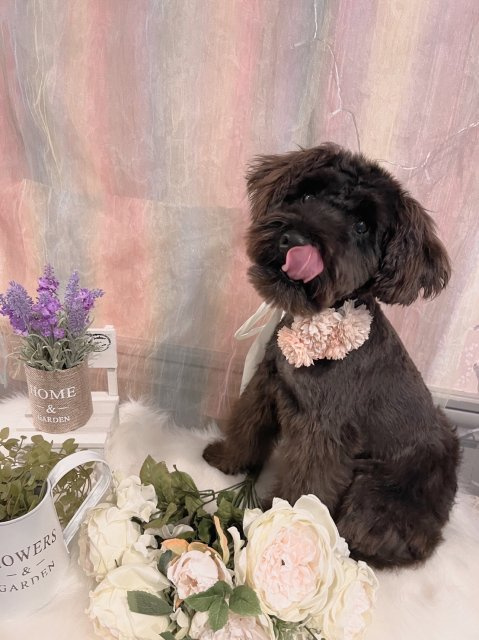 ウルス 　　の画像2