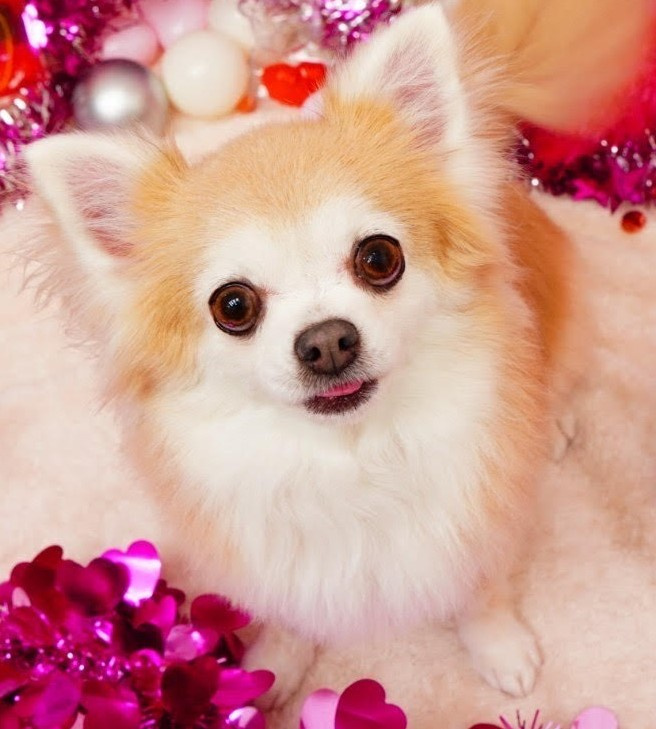 大久保 芳江の画像