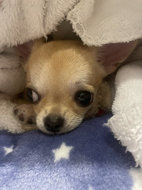 プティ ポワンの画像